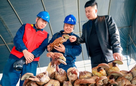 國網慶陽供電公司貼心服務賦能“仙草”飄香 